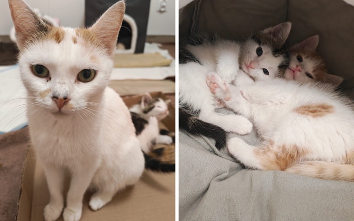 Dwa małe kotki przytulone do siebie w kocyku.