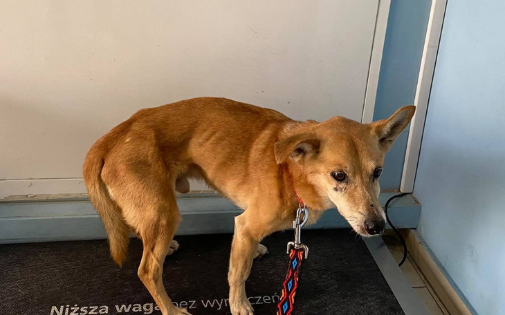 Zbiórka Listek i jego smutne życie... - zdjęcie główne