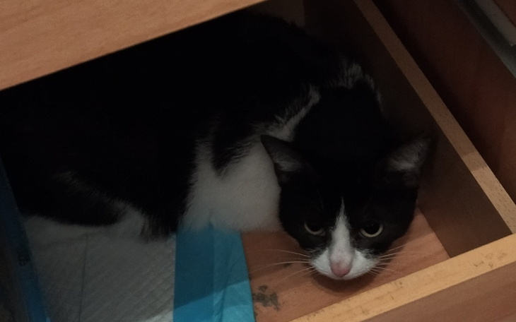 Zbiórka Cukrzycowy kotek - zdjęcie główne