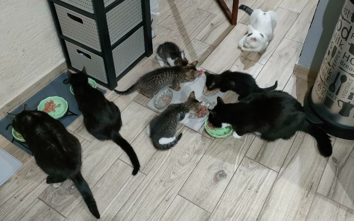 Grupa kotów jedzących z misek w domowym otoczeniu.