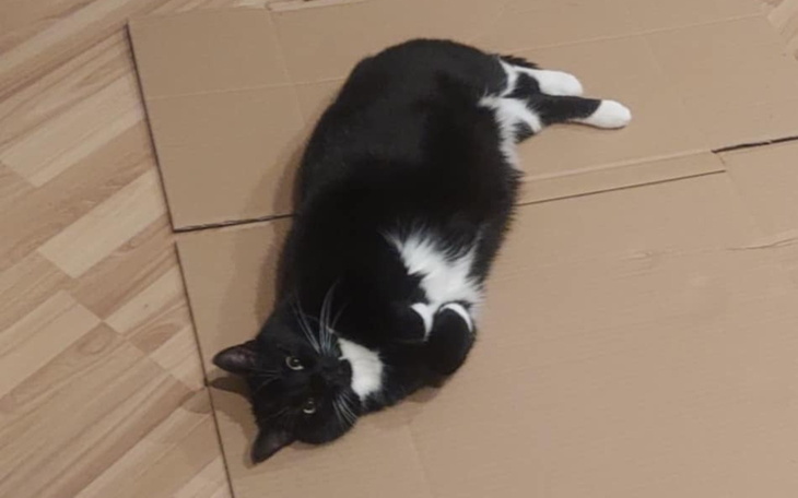 Czarny kot leży na kartonie, relaksując się w domu.