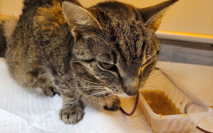 Zbiórka ZBIERAMY na leczenie kotki Mendy - zdjęcie główne