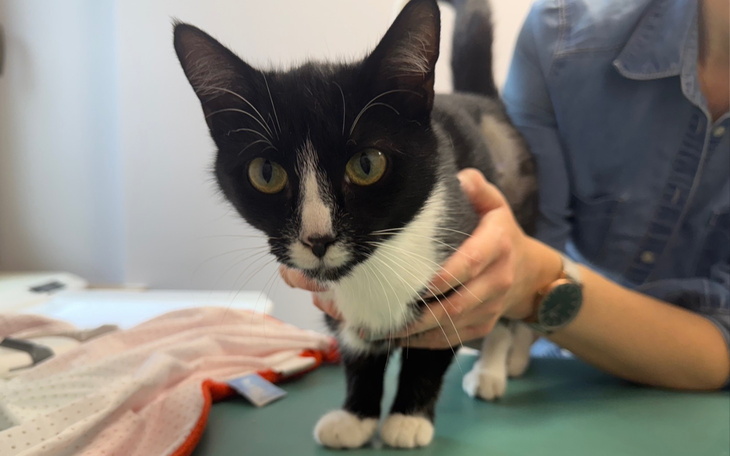 Czarny kot z białymi akcentami, trzymany przez osobę.