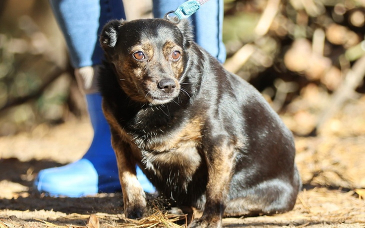 Czarny pies siedzący na ziemi, z właścicielem w tle.
