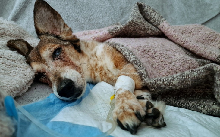 Chory pies leżący na kanapie, przykryty kocem.