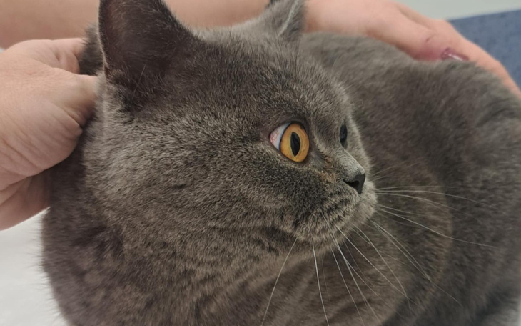 Szary kot w weterynarii, wygląda na zrelaksowanego podczas badania.