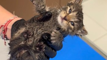 Zbiórka życie dla sierotki KIWI - miniaturka zdjęcia