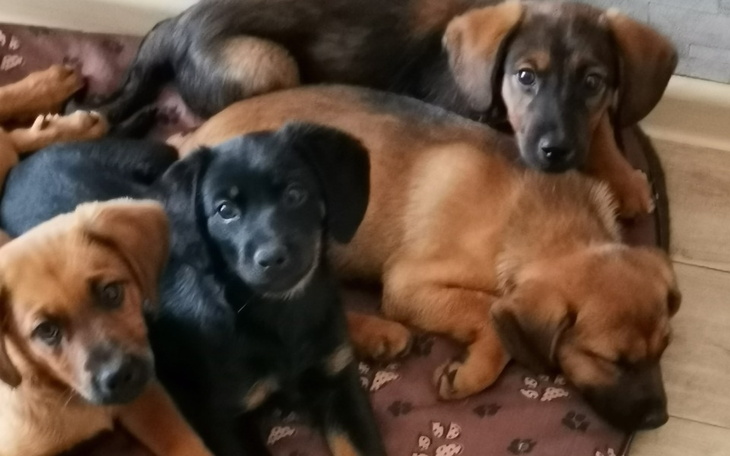 Zbiórka Pomoc dla szczeniaków. - zdjęcie główne