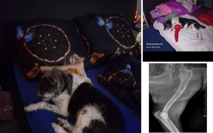 Zbiórka Pomoc dla Klary pieska z rakiem - zdjęcie główne