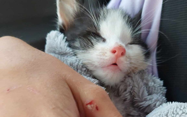 Zbiórka Walka o życie Valentino - zdjęcie główne