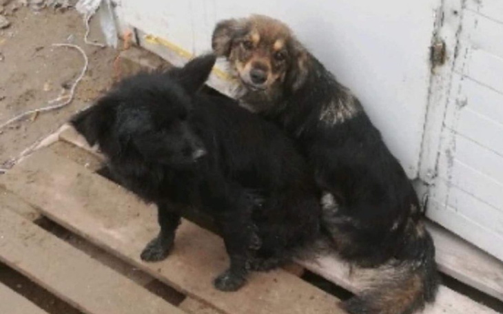 Zbiórka Agnes i Inka zbierają na weta - zdjęcie główne