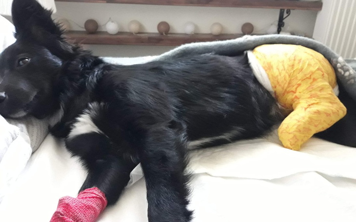 Zbiórka Ratujmy Figusię - zdjęcie główne