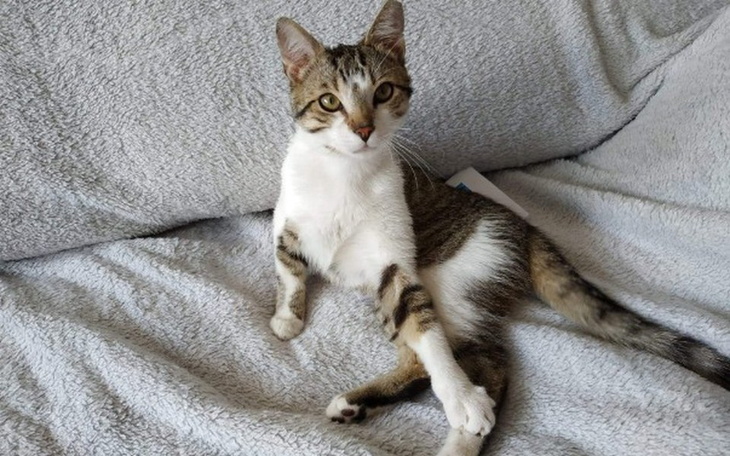 Zbiórka "Koci Los" w potrzebie - zdjęcie główne