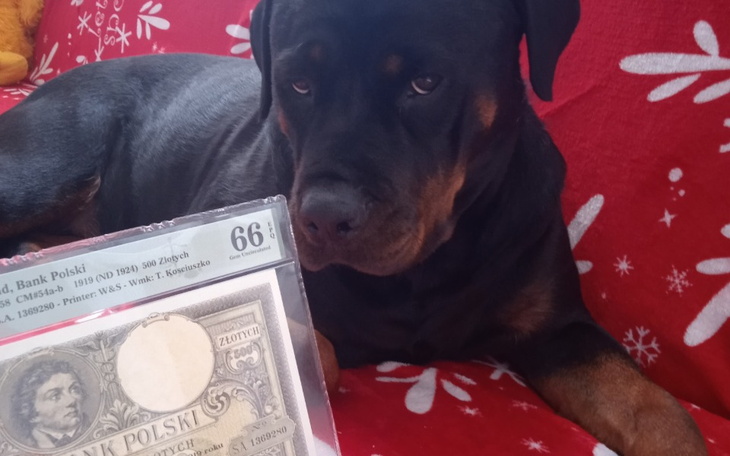 Zbiórka Gwiazdka dla schroniska zwierząt - zdjęcie główne