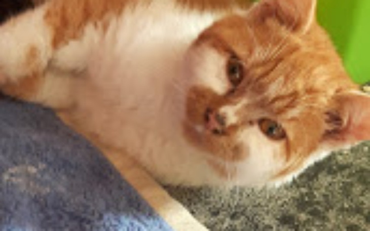 Zbiórka Operacja nogi i urwany ogonek - zdjęcie główne