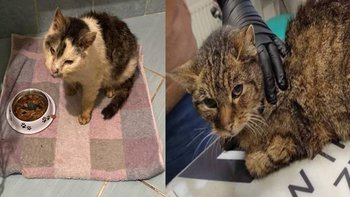 Zbiórka Koci dramat Babci i Dziadziu - miniaturka zdjęcia