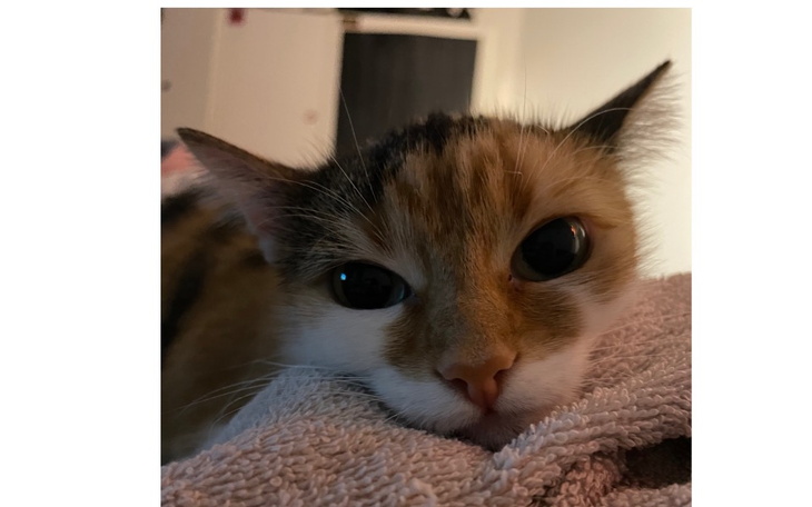 Zbiórka Uratuj Zuzię - zdjęcie główne