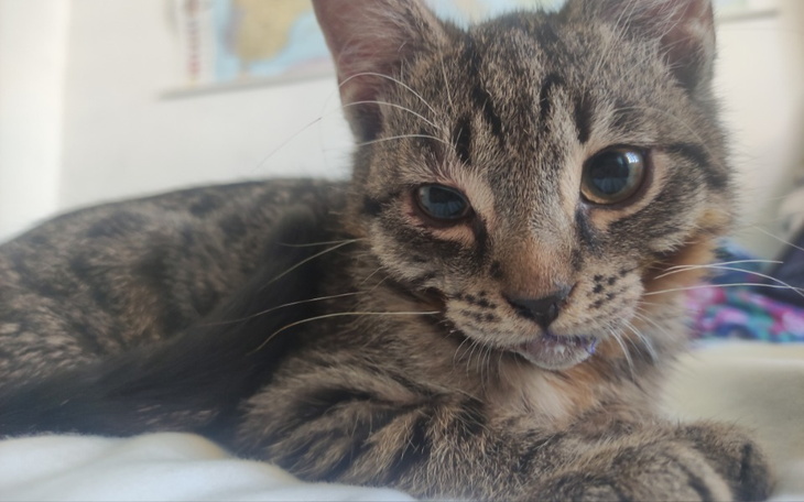 Zbiórka Na leczenie Malinki - zdjęcie główne