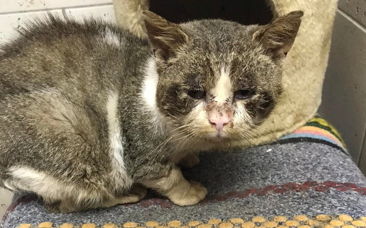 Zbiórka Odporność dla chorowitych kotów - zdjęcie główne