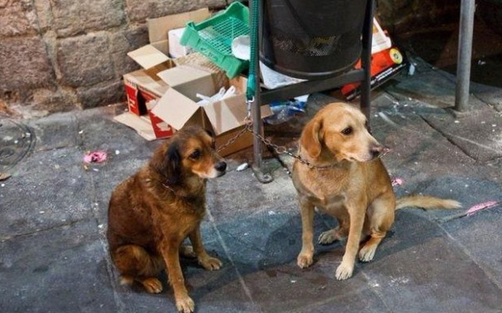 Zbiórka Bezdomniaki. Pomóż psiakom!! - zdjęcie główne