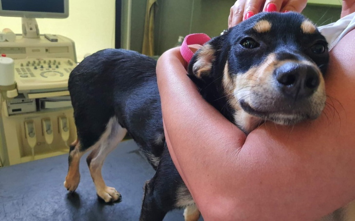 Zbiórka Połamana łapka szczeniaczka - zdjęcie główne