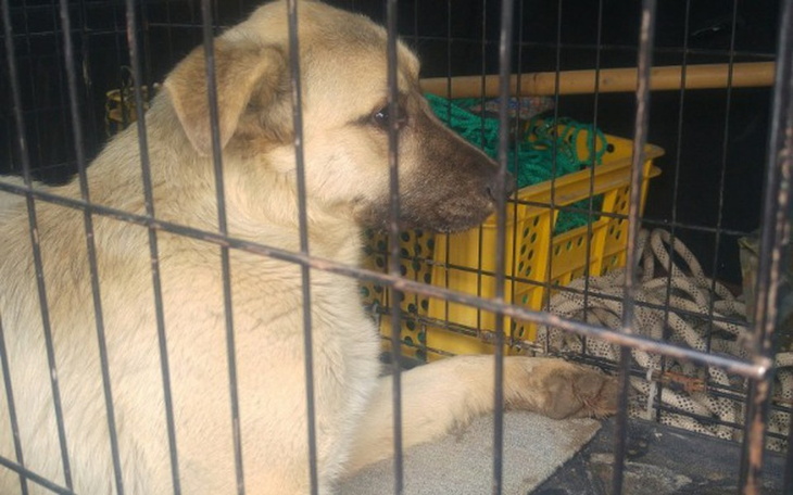 Zbiórka Ratunek dla psa z pola - zdjęcie główne