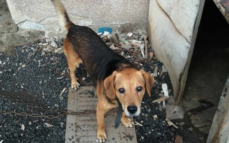 Zbiórka Dla Bueno - dobrego psa - zdjęcie główne