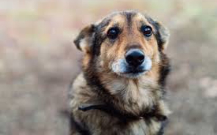 Zbiórka na ubranka dla piesków bez domu - zdjęcie główne