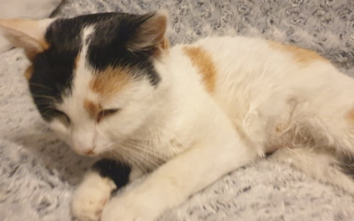 Zbiórka Pomóż Meli dalej żyć - zdjęcie główne