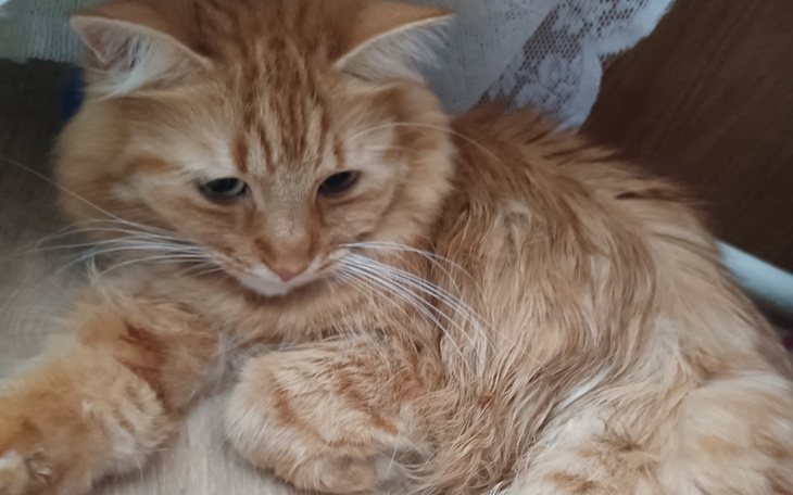 Zbiórka Operacja dla Rudego kotka - zdjęcie główne