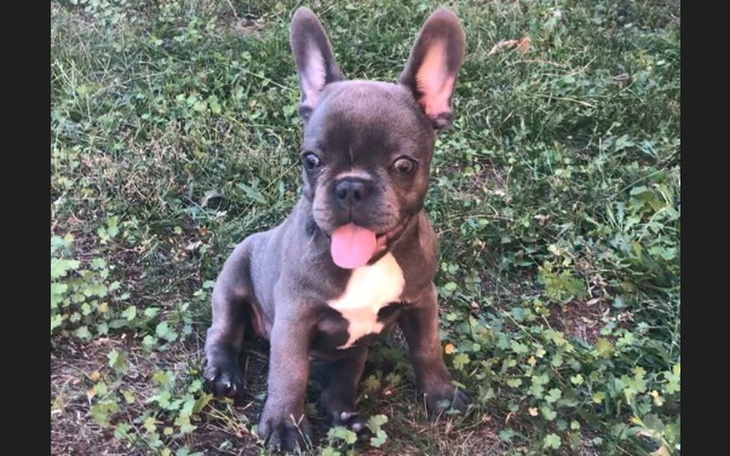 Zbiórka Na cztery łapy! - zdjęcie główne