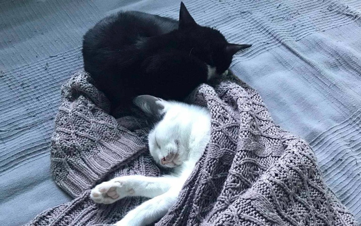 Dwa koty śpiące w objęciach, w przytulnym kocu.