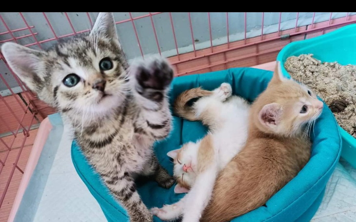 Zbiórka Remont azylu kociarni - zdjęcie główne