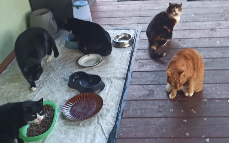 Grupa kotów jedzących na zewnątrz w przytulnym miejscu.