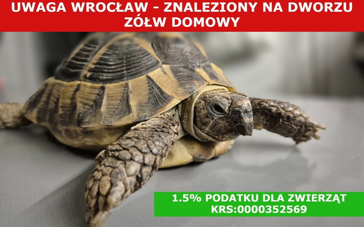 Żółw na stole, z informacją o znalezieniu.