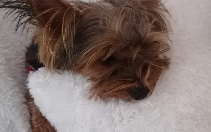 Zbiórka Operacja Szanel - zdjęcie główne