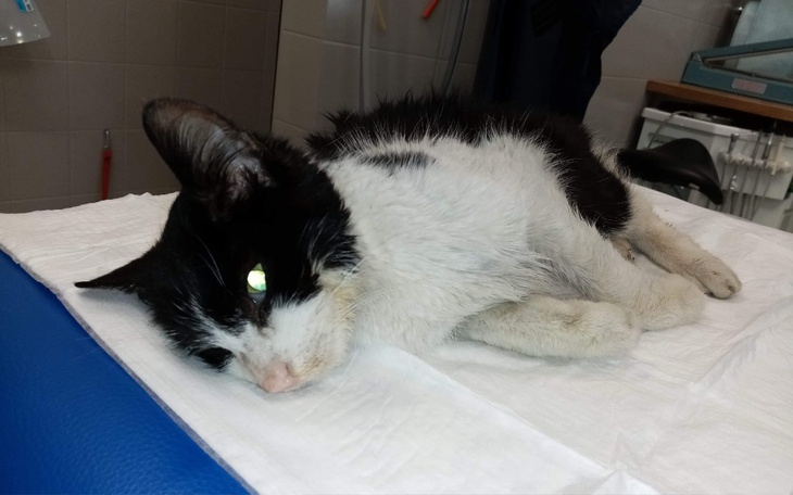 Zbiórka Skatowany kot Pomocy - zdjęcie główne