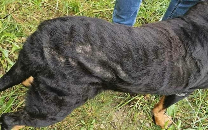 Zbliżenie na psa z widocznymi śladami na sierści.