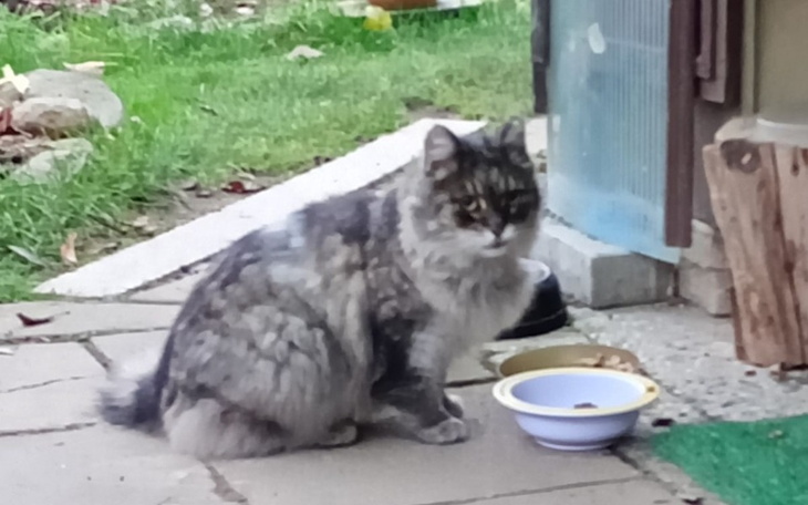 Zbiórka Kenele - zdjęcie główne