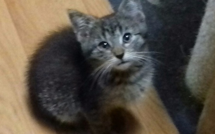 Zbiórka Wolierea dla zwierząt - zdjęcie główne