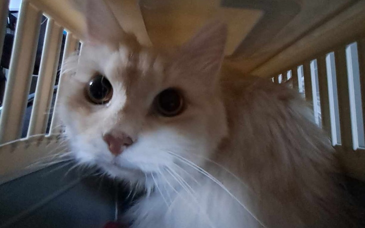 Zbiórka Uratuj Simbe - zdjęcie główne