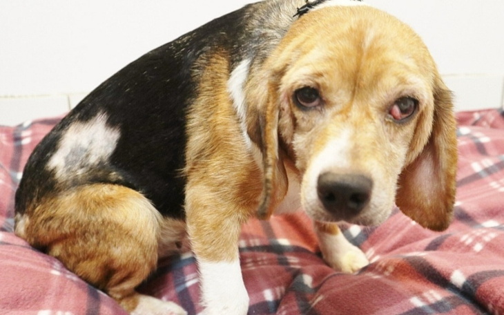 Zbiórka Na bezdomne zwierzęta. - zdjęcie główne