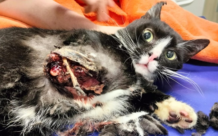 Zbiórka Ogromny ból ... Pomoc dla Bryzka - zdjęcie główne