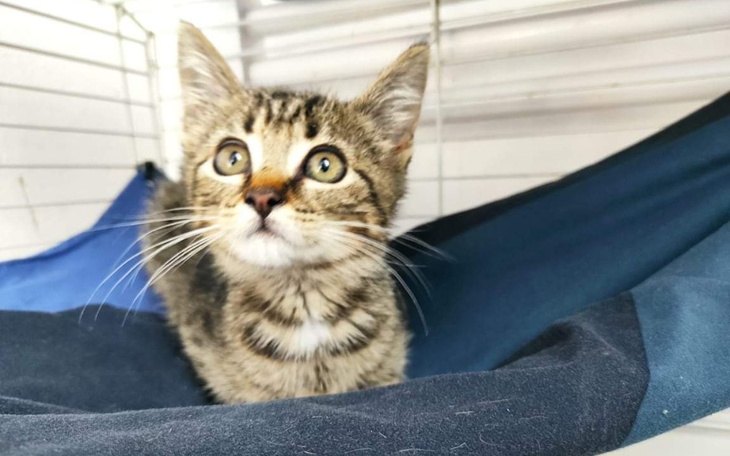 Zbiórka Jesienne niebo nad kocią głową - zdjęcie główne