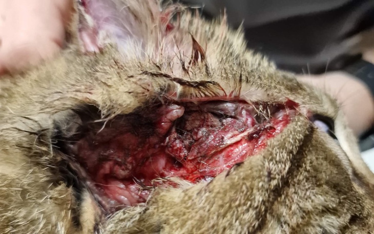 Zbiórka Skatowana kotka - zdjęcie główne