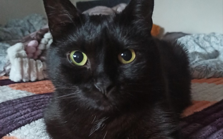 Zbiórka Leczenie kota Kajtka - zdjęcie główne