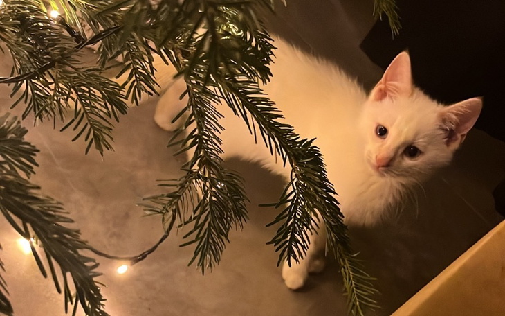 Zbiórka Mały kokos potrzebuje pomocy - zdjęcie główne