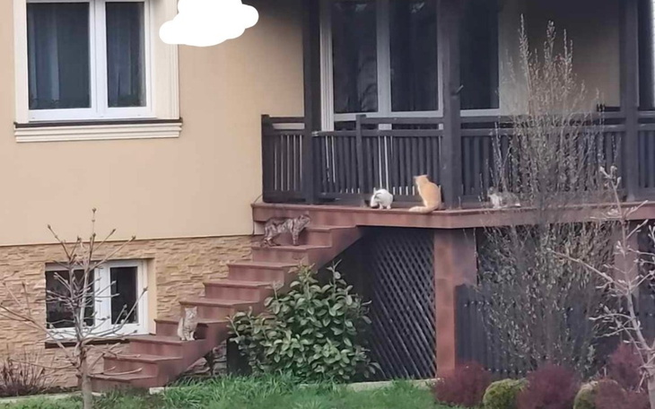 Grupa kotów na tarasie, w otoczeniu zieleni.