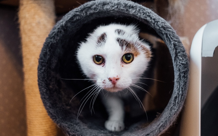 Kot w tunelu, z ciekawym spojrzeniem.