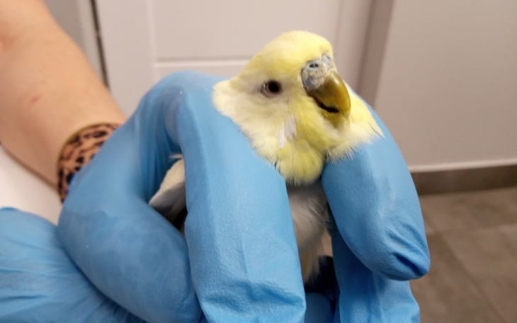 Papuga trzymana w rękawiczkach, z żółtym upierzeniem.